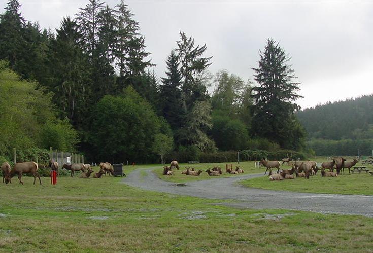 elk everywhere